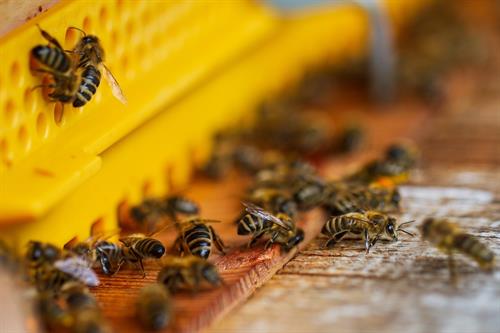 eine Gruppe von Bienen auf einer Holzoberfläche